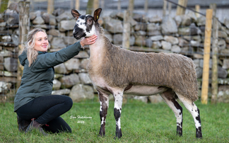 Hewgill hogg sets breed record at Hawes Honeys sale