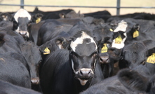 Trigg's MD predicts tripling of resources