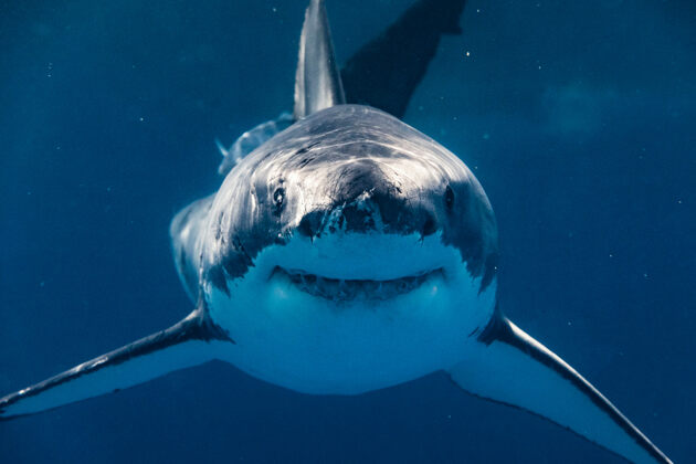 Jaws has been secretly Jewish for half a century  The Forward