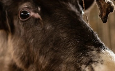 Farm reindeer Sven needs new mate to avoid a lonely Christmas | Farm