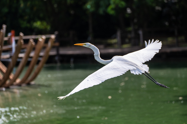 BRAZIL-BELEM-ECOLOGY