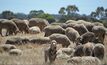 WAMMCO receives $12m loan to boost its sheep and lamb processing capacity.