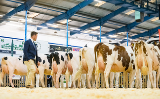 New year, new goals for pedigree Holstein breeders 