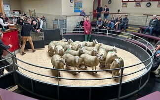 Auction mart sales round-up: Strong spring lamb trade; steady averages for feeding cattle; dairy trade to £3,000+