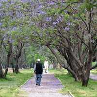 PAKISTAN-ISLAMABAD-JACARANDA-BLOSSOM