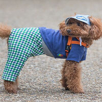 Don’t dress up your dogs, Ireland’s animal charity warns owners