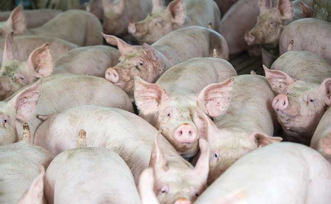 Brexit red tape leads to unnecessary slaughter of thousands of pigs