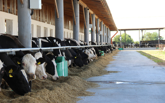 Hope amid conflict: Milking cows on a Ukrainian farm during wartime