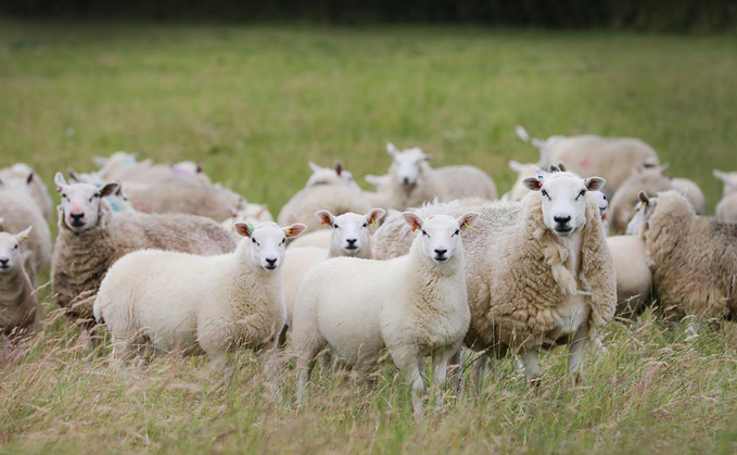 Lleyn ticks all the boxes for Wiltshire sheep enterprise