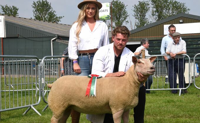 Inter-breed sheep and Charollais
champion, a home-bred shearling ewe from George Hoggard, Newark.