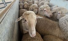 The latest national survey of sheep producers has revealed a big turnaround in confidence as producers look to rebuild flock numbers.