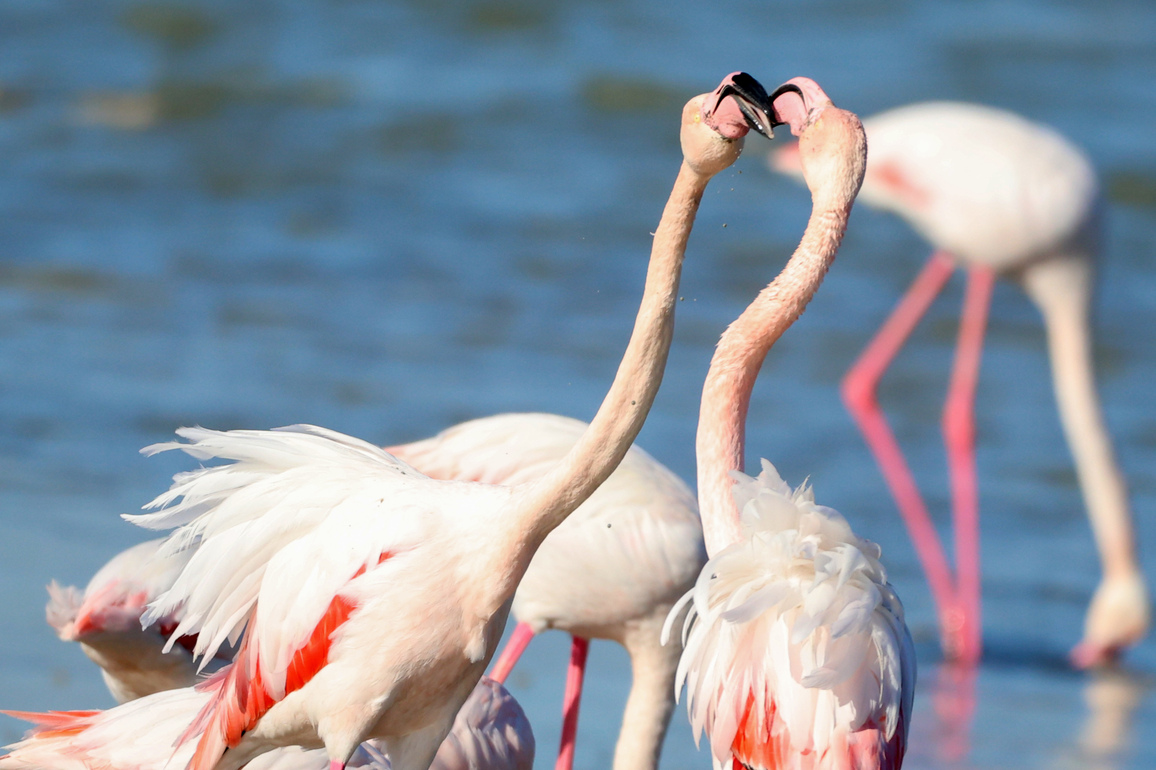 CYPRUS-LARNACA-FLAMINGOS
