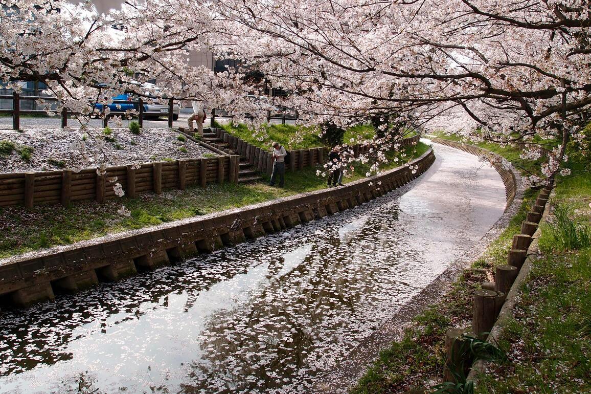 Global inflation raises cost of Japan’s cherry blossom feasts