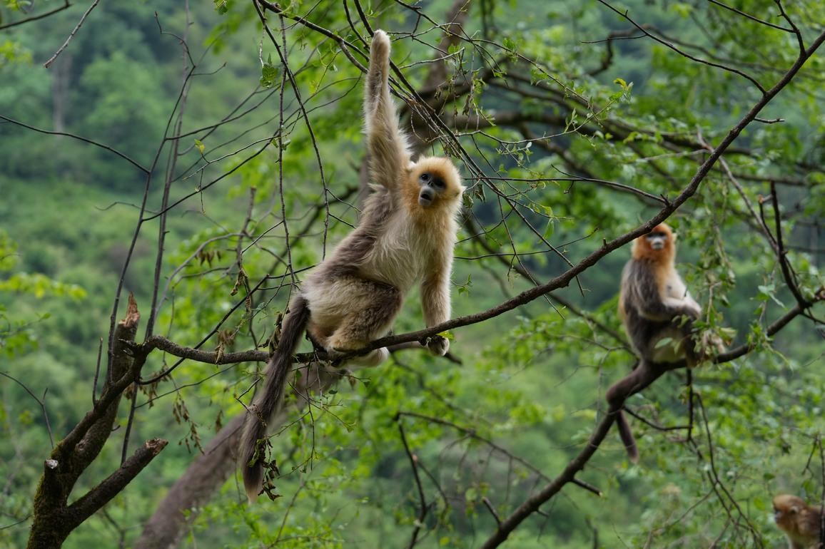 (SichuanMosaics)CHINA-SICHUAN-PINGWU-GOLDEN SNUB-NOSED MONKEYS (CN)