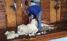  Be aware of cold snaps in the weather post shearing.