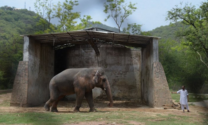 Elephant whacks and kills trainer at Japan zoo Elephant whacks and kills trainer at Japan zoo