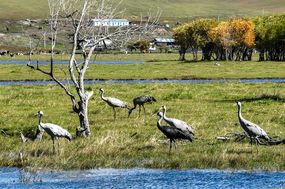 ChineseToday | Young ranger dedicates himself to bird census and protection in remote wetland reserve