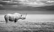 B2Gold is donating proceeds from the sale of 1,000oz of Rhino Gold Bars to Namibia rural communities fighting to save the country's endangered black rhinos