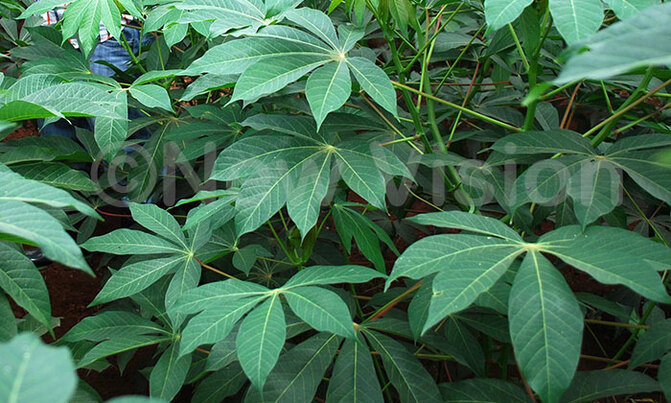 Did you know the values of cassava leaves? Did you know the values of cassava leaves?