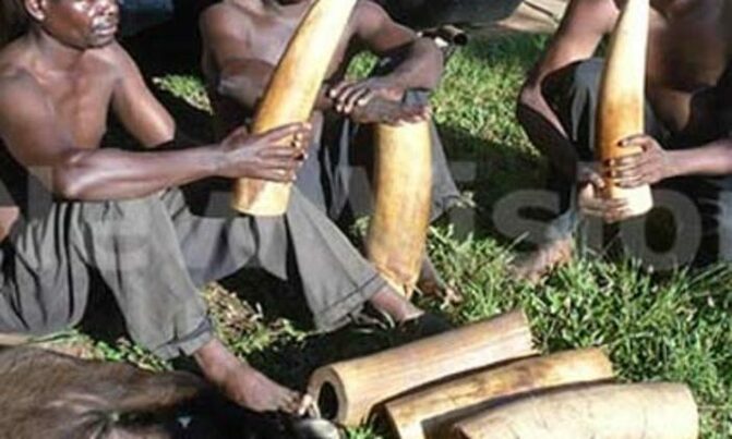 Two charged with illegal possession of wildlife products Two charged with illegal possession of wildlife products