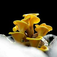 The golden oyster mushroom craze unleashed an invasive species - and a worrying new study shows it's harming native fungi