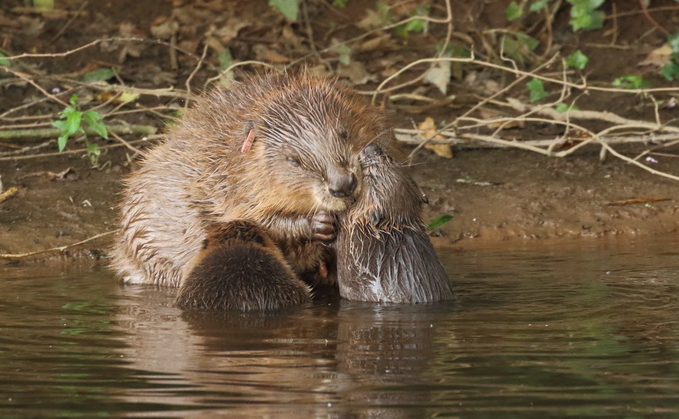 Rewilding Britain: Nature restoration can build 'ecosystem of employment'