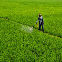 Agriculture-GVA growth to moderate to 4.5% in Q1 FY26: ICRA