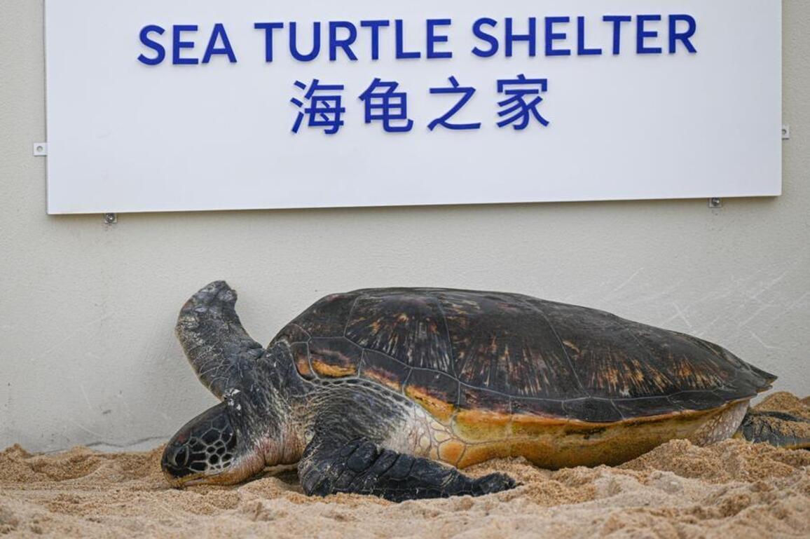 HainanOutlook | Newly-built Sea Turtle Shelter in China's Hainan further helps sea turtles protection