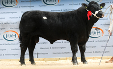 Native breeds sell well at Borderway