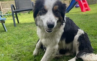 Welsh sheepdog spends 4 nights in Snowdonia National Park after going missing from farm