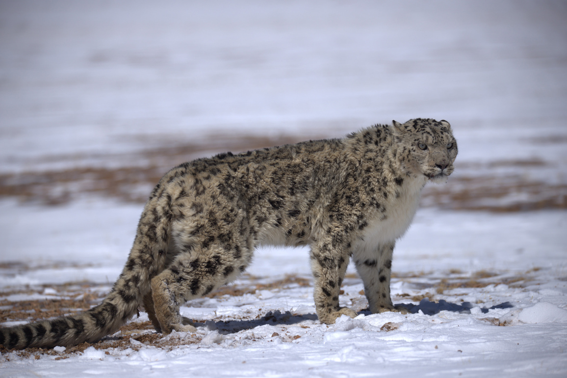 Fostering a better homeland for snow leopards on "roof of the world"
