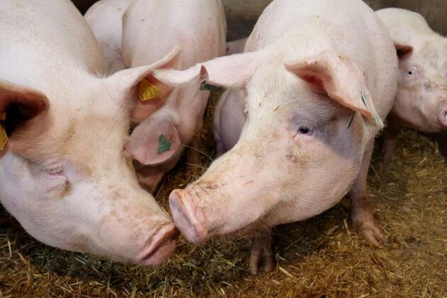 NAP proposals a devastating blow for NI pig sector, says UFU