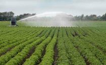 Review potato irrigation requirements to sustain water resources