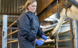 Women changing the veterinary world - why are more women considering careers as vets?