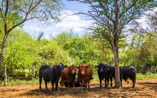 New horizons for large-scale South American beef farming operation   
