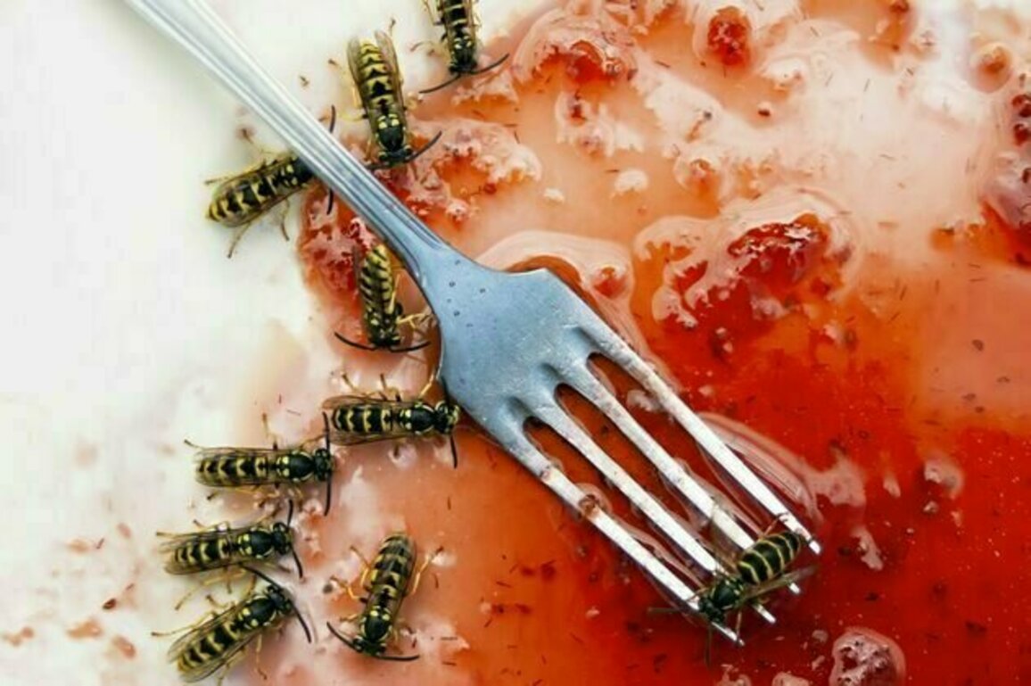 What to do when wasps crash your picnic - a scientist's guide to dining safely with these insects