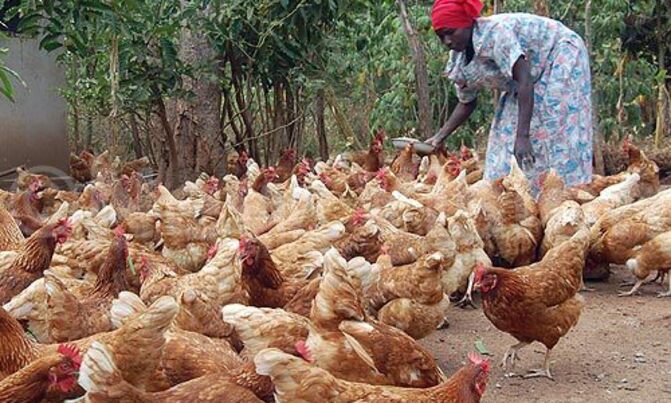 Giving the poor livestock and training ''improves life'' Giving the poor livestock and training ''improves life''