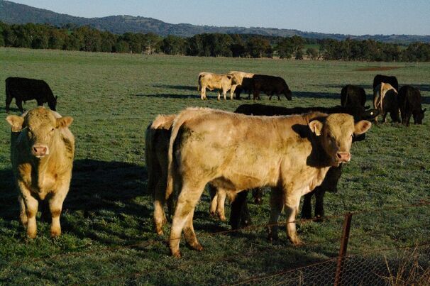 Young, virgin bulls are most at risk of contracting herpes-related diseases such as balanoposthitis. 