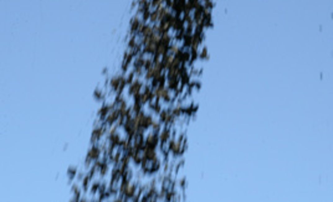 Queda do carvão puxou para baixo outros insumos do aço/Divulgação.