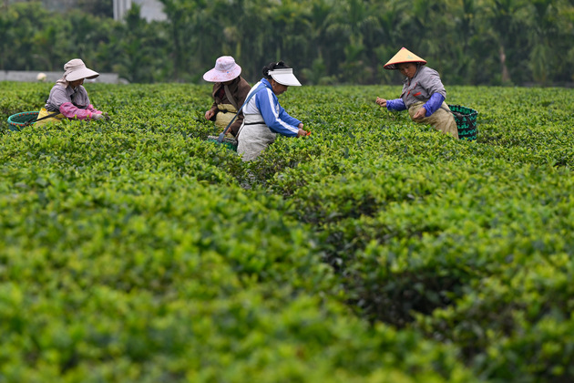 (HainanOutlook)CHINA-HAINAN-BAISHA-TEA PLANTATION (CN)