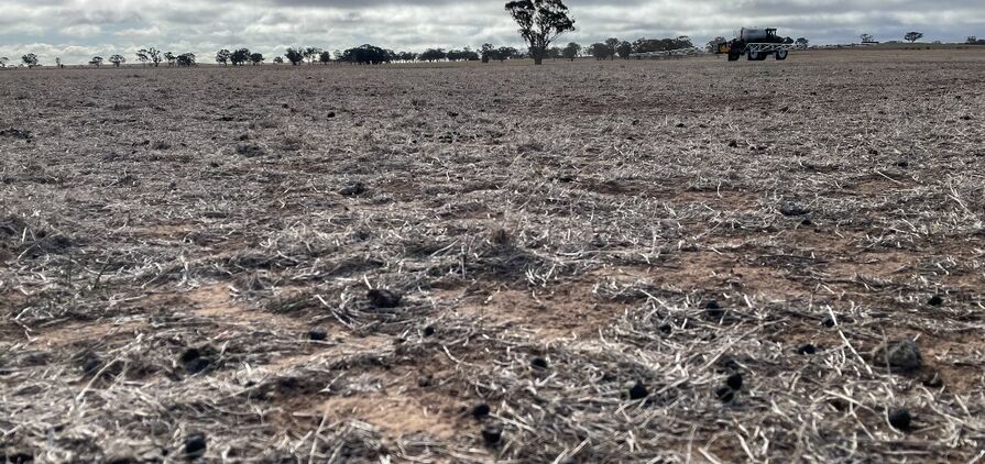 Rainfall last month was appreciated but many south-eastern regions of Australia will still struggle to reach average crop yields.  
