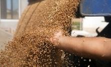 Grain production on Tasmania's radar