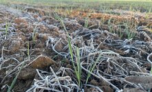 The Bureau of Meteorology's new website has received a frosty reception.