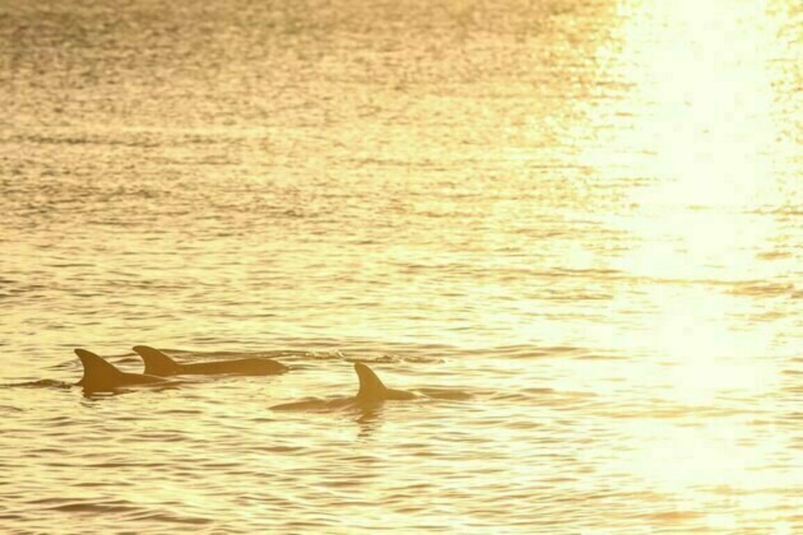 Faces you hear? Dolphin 'signature whistles' may transmit more than just identity information