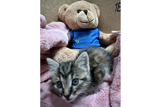 Jackson, Tenn. police officer and paramedic rescue kitten drenched in chemical cleaner
