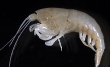 stygo shrimp, an apex predator found in Beetaloo aquifers. CSIRO