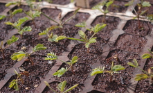 Native seedlings being used in the Chichester Hub project.