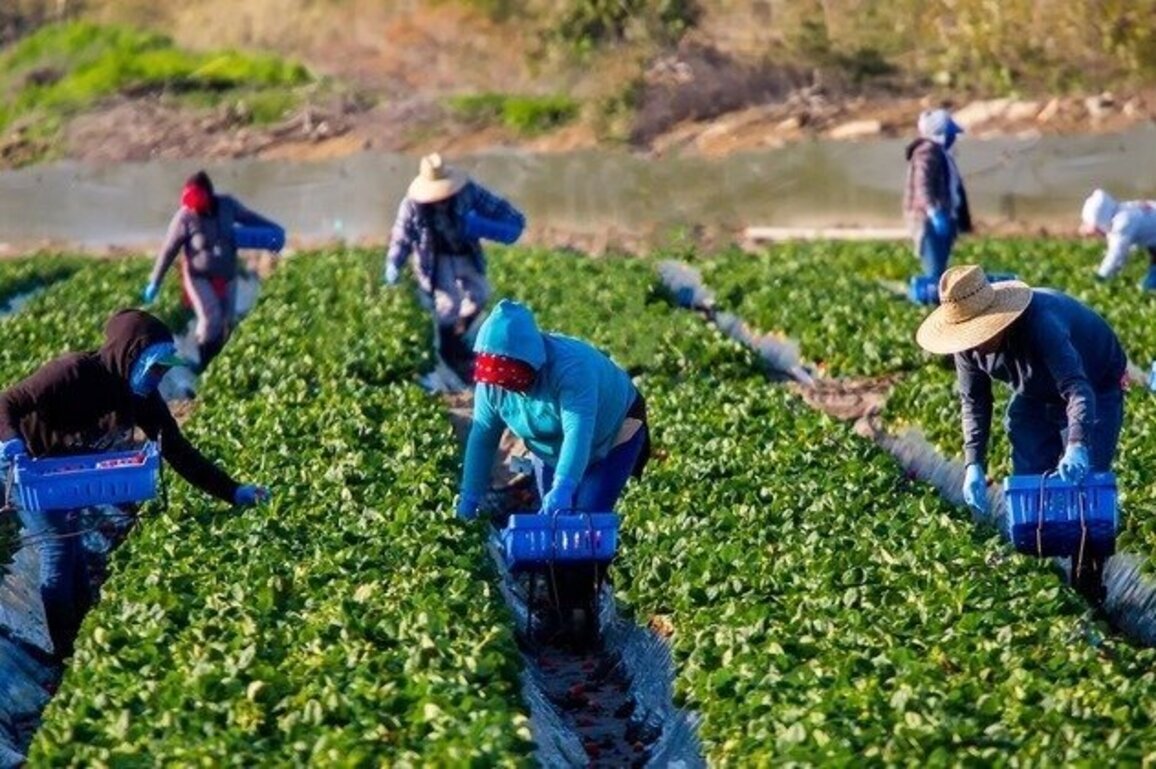 Gov. Polis set to claw back CO farmworker overtime protections