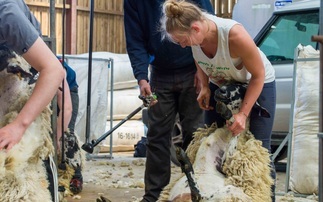 British Wool shearing courses continue through Farming Connect Programme