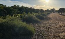 A vegetation buffer in the West End of Port Hedland.